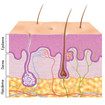 Camadas da pele