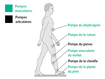 Pompes musculaires et articulaires